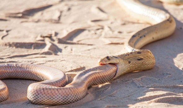 Picture 2 of The cobra of the hungry prey swallowed the same kind