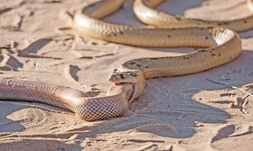 Picture 3 of The cobra of the hungry prey swallowed the same kind