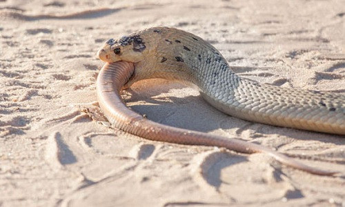 Picture 4 of The cobra of the hungry prey swallowed the same kind