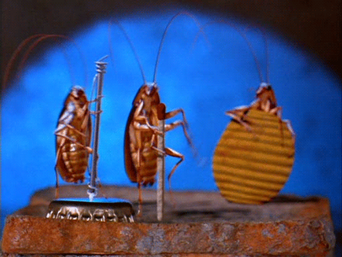 Picture 3 of The cockroach is an extremely scary ability that we only know until now