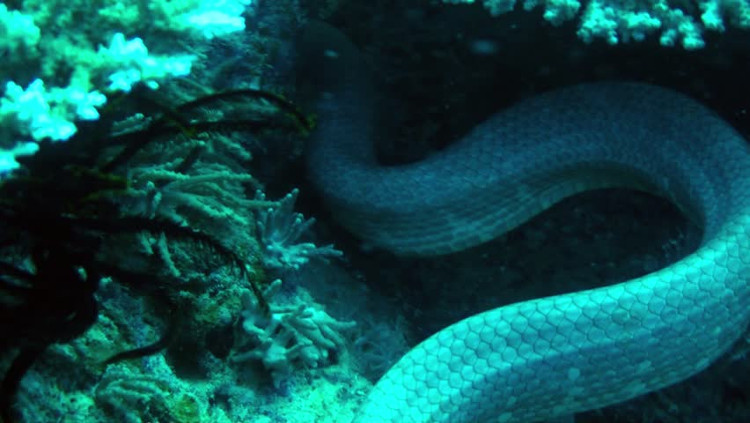 Picture 3 of The cold-blooded assassin has a poison 'see' at the same time 20 people return to the dead