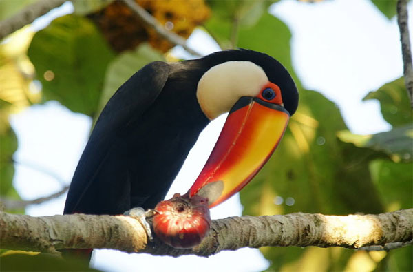 Picture 8 of The colorful beak of Toucan bird