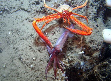 The colorful world under the Gulf of Mexico images 1