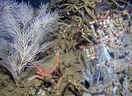 The colorful world under the Gulf of Mexico images 2