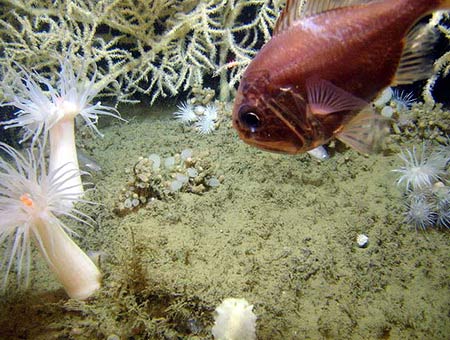 The colorful world under the Gulf of Mexico images 3