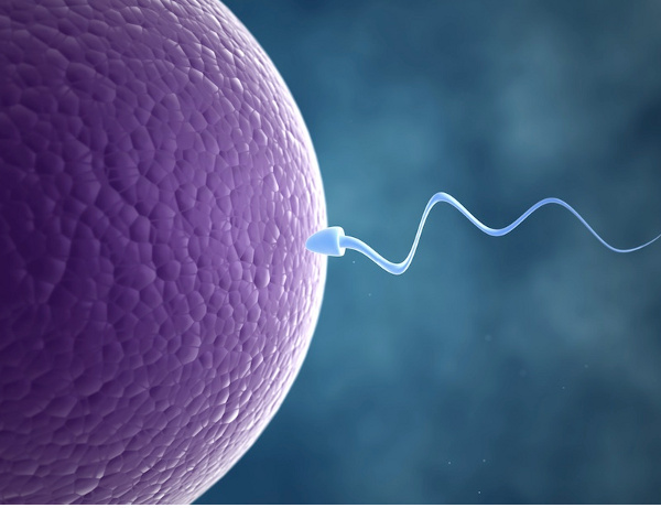 Picture 1 of The concentration of French men sperm is severely reduced