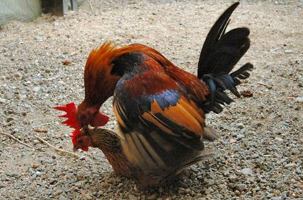 Picture 1 of The 'contraceptive' way of hens