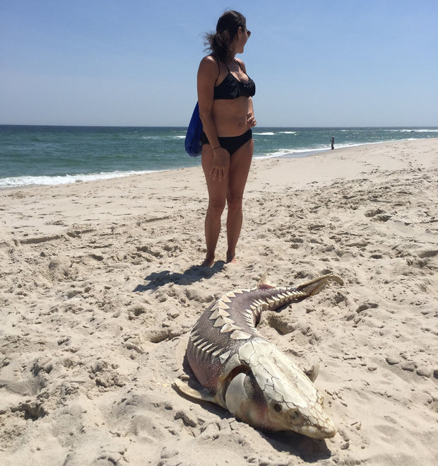 Picture 1 of The corpse of a monster that lived in prehistoric times washed away the American coast