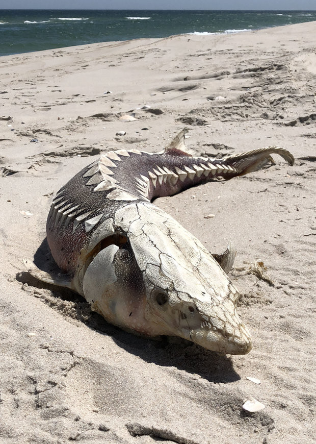 Picture 2 of The corpse of a monster that lived in prehistoric times washed away the American coast