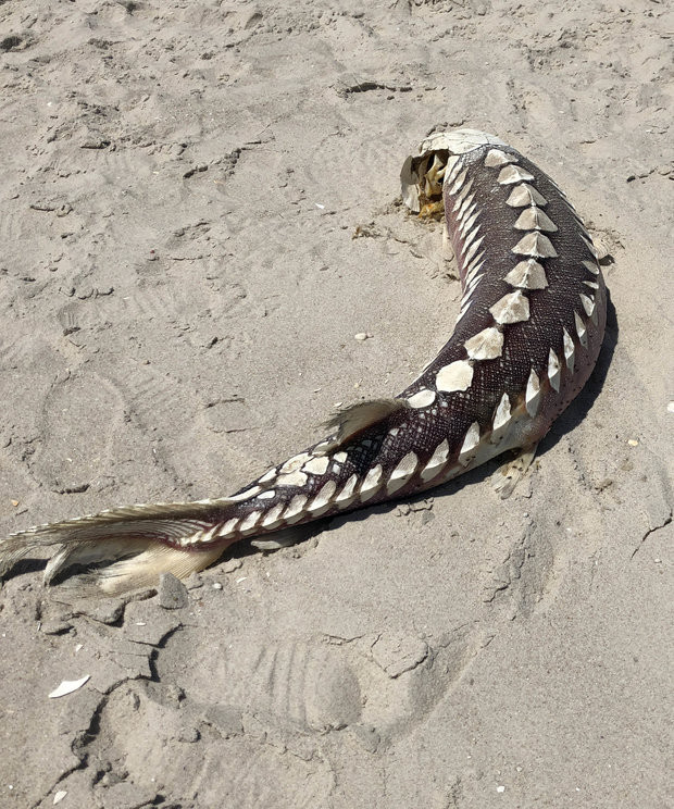 Picture 3 of The corpse of a monster that lived in prehistoric times washed away the American coast