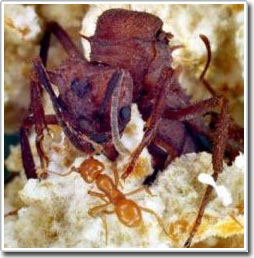 Picture 1 of The 'corruption' of the royal class spread in the world of ants