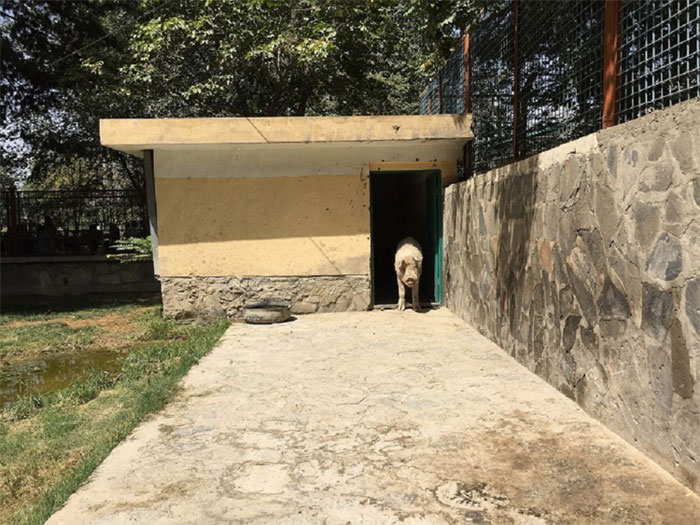 Picture 2 of The country has only one pig