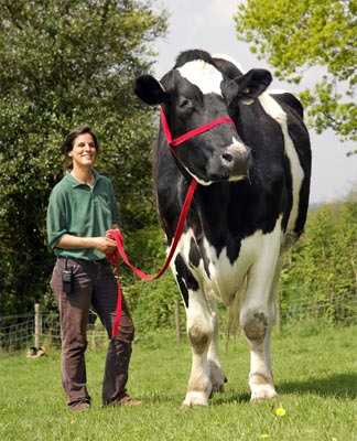 Picture 1 of The cow is as big as an elephant