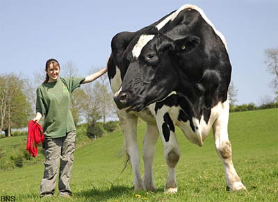 Picture 2 of The cow is as big as an elephant