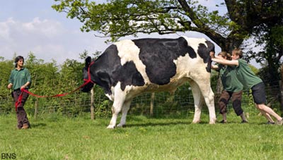 Picture 3 of The cow is as big as an elephant