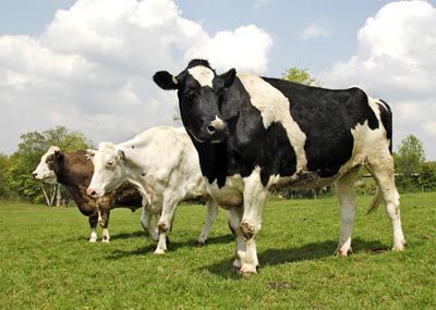 Picture 4 of The cow is as big as an elephant