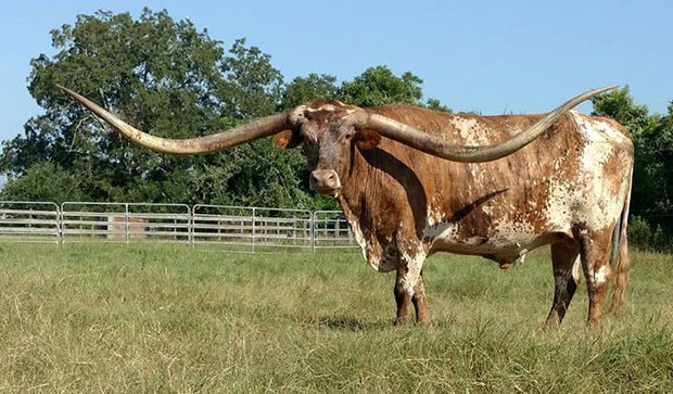 The cow set a record with the longest horns in the world