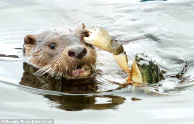 Picture 1 of The crabs 'terrible' use the otter's eye to attack