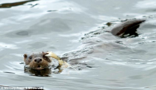 Picture 2 of The crabs 'terrible' use the otter's eye to attack
