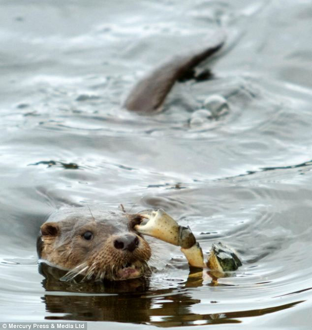 Picture 3 of The crabs 'terrible' use the otter's eye to attack