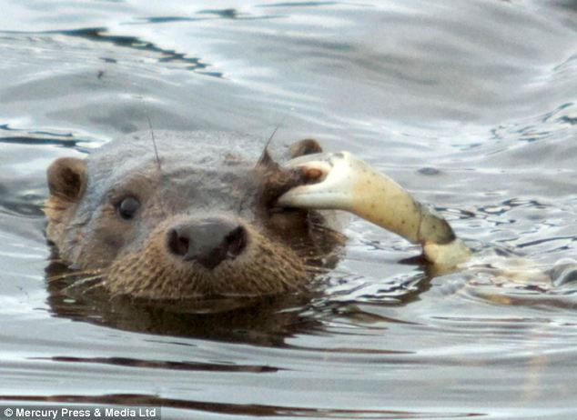 Picture 4 of The crabs 'terrible' use the otter's eye to attack