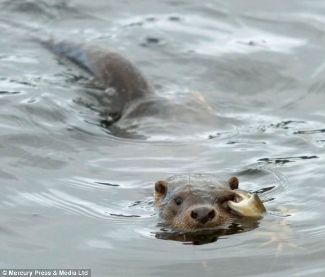 Picture 5 of The crabs 'terrible' use the otter's eye to attack