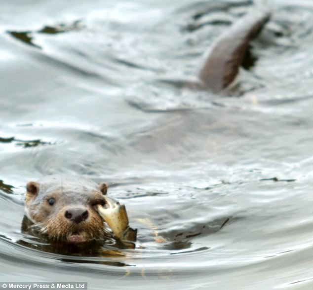 Picture 6 of The crabs 'terrible' use the otter's eye to attack