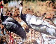 Picture 1 of The crane flocks are over 100 heads to Tram Chim National Park