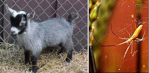 Picture 10 of The craziest genetic transformation experiments in history