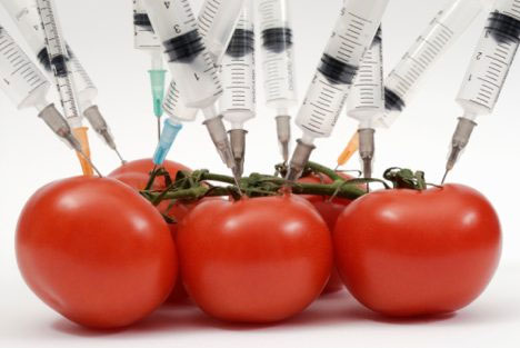 Picture 4 of The craziest genetic transformation experiments in history