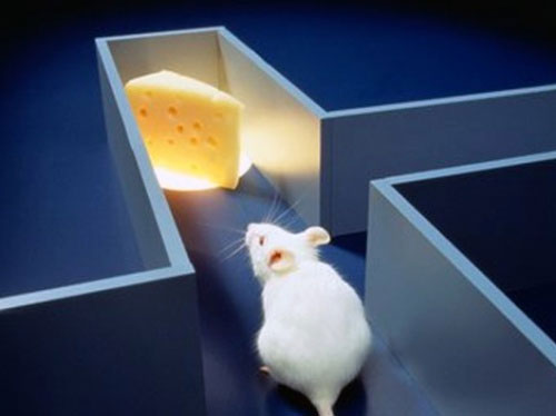 Picture 5 of The craziest genetic transformation experiments in history
