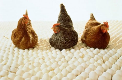 Picture 6 of The craziest genetic transformation experiments in history