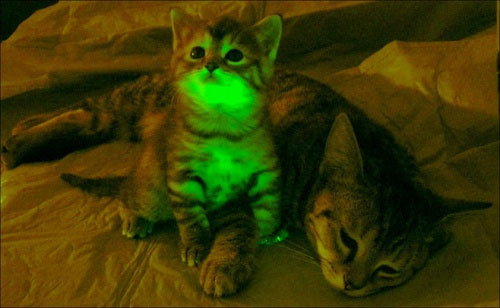 Picture 8 of The craziest genetic transformation experiments in history
