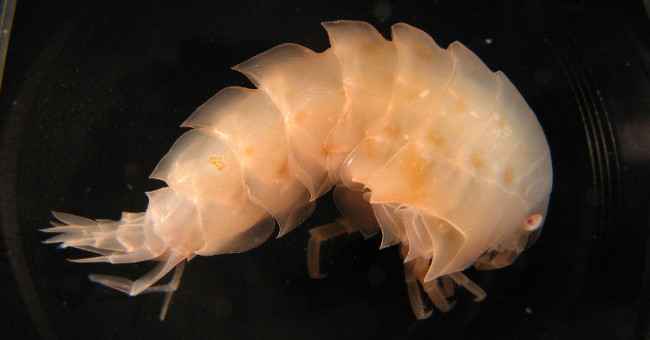 Picture 3 of The creature in the deepest sea of ​​the planet also began to be affected by humans
