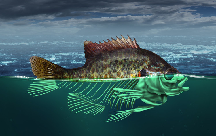 Picture 4 of The creature in the deepest sea of ​​the planet also began to be affected by humans