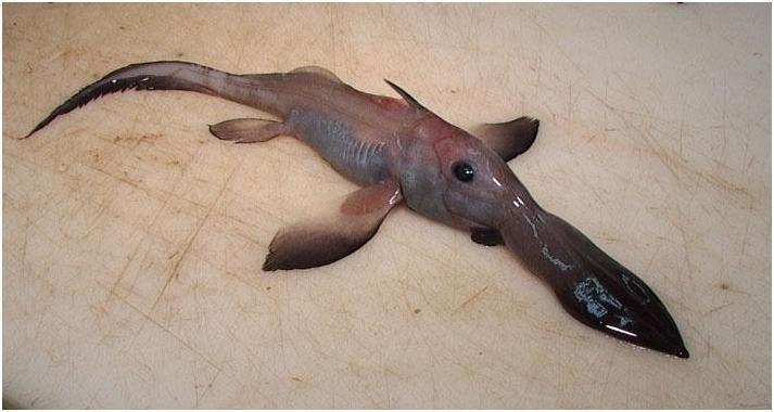 Picture 4 of The creature in the picture 'Alien monster' at the bottom of the sea is not a fantasy