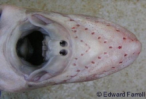 Picture 6 of The creature in the picture 'Alien monster' at the bottom of the sea is not a fantasy