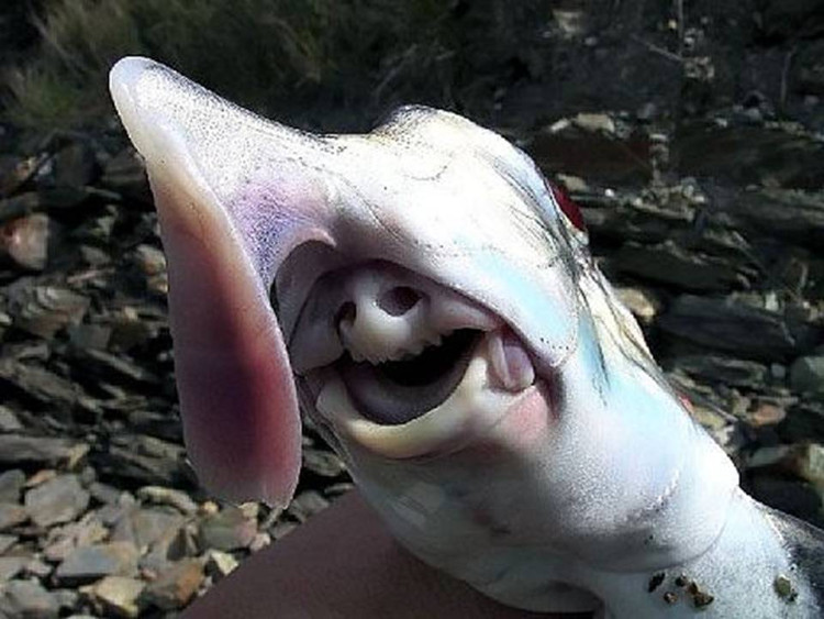 Picture 7 of The creature in the picture 'Alien monster' at the bottom of the sea is not a fantasy
