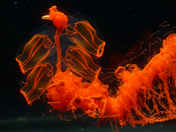 Picture 1 of The creature 'stunningly beautiful' makes the scientific world a headache