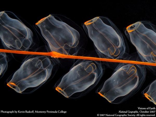 Picture 10 of The creature 'stunningly beautiful' makes the scientific world a headache