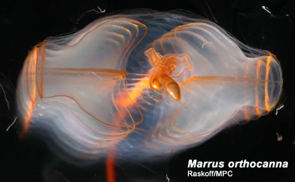 Picture 11 of The creature 'stunningly beautiful' makes the scientific world a headache