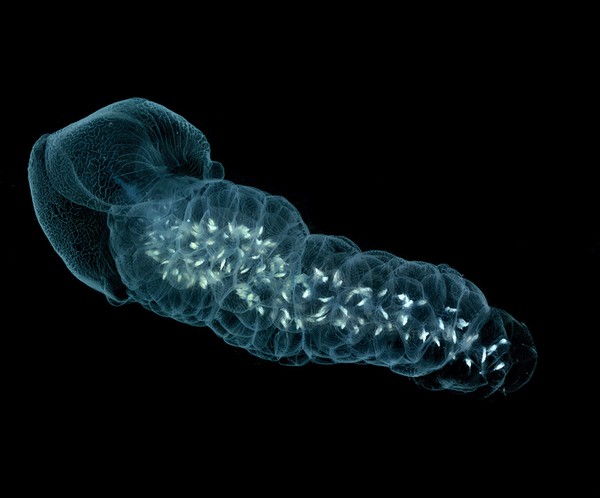Picture 2 of The creature 'stunningly beautiful' makes the scientific world a headache