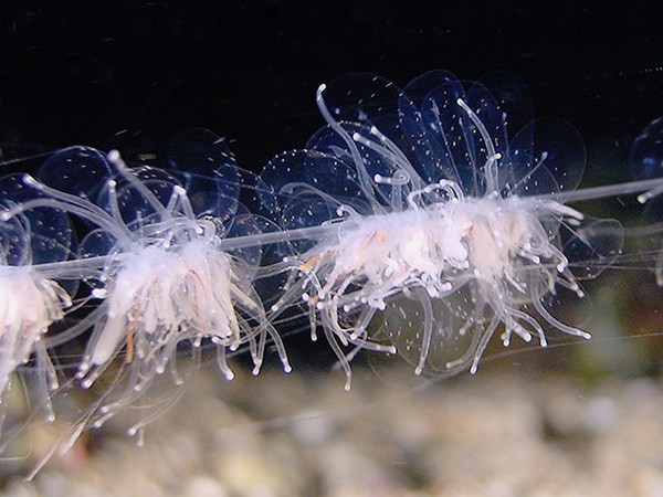 Picture 3 of The creature 'stunningly beautiful' makes the scientific world a headache