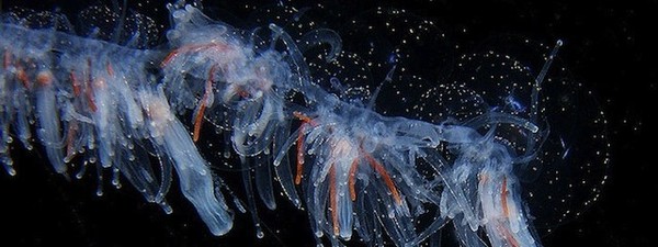 Picture 4 of The creature 'stunningly beautiful' makes the scientific world a headache