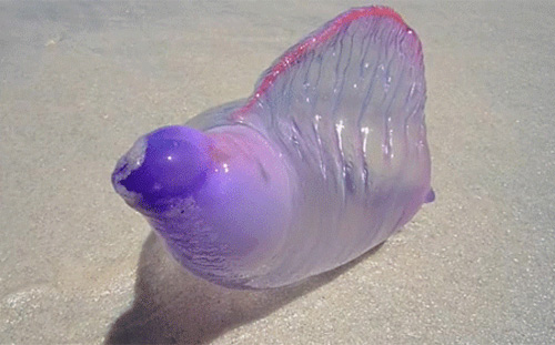 Picture 5 of The creature 'stunningly beautiful' makes the scientific world a headache