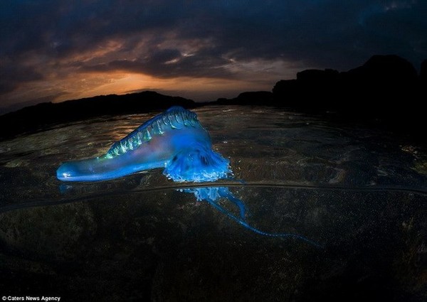 Picture 6 of The creature 'stunningly beautiful' makes the scientific world a headache