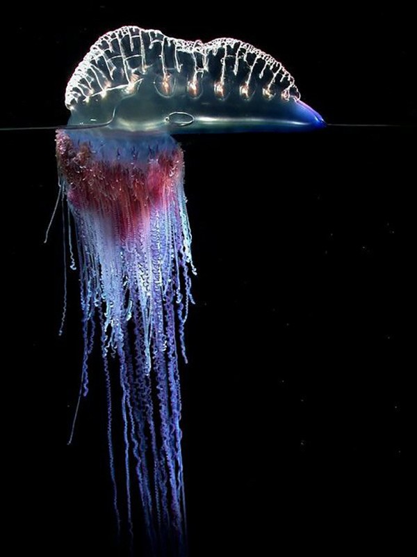 Picture 7 of The creature 'stunningly beautiful' makes the scientific world a headache
