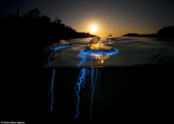 Picture 8 of The creature 'stunningly beautiful' makes the scientific world a headache