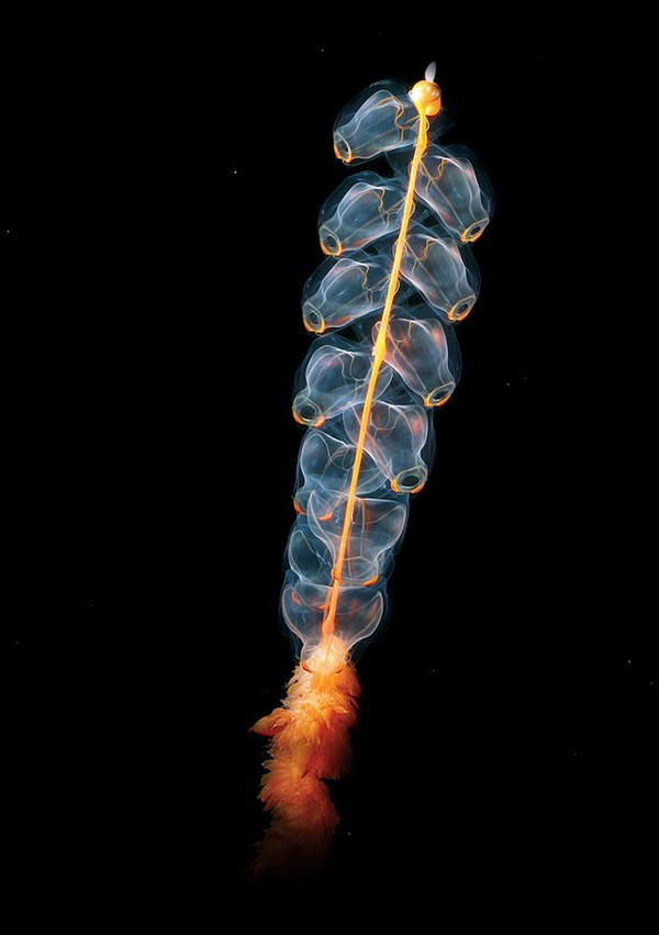 Picture 9 of The creature 'stunningly beautiful' makes the scientific world a headache