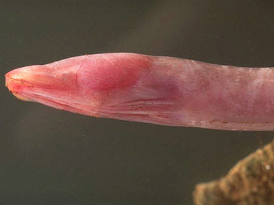 Picture 2 of The creatures in the underworld